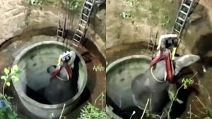 epixeirisi-diasosis-elefanta-apo-pigadi-vid