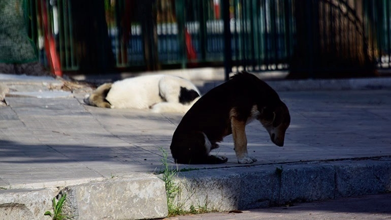 zoa-syntrofias-steirosi-i-apostoli-dna-provlepei-to-neo-nomosxedio