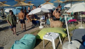 xalkidiki-tragos-emfanistike-se-beach-bar-kai-prokalese-aisthisi