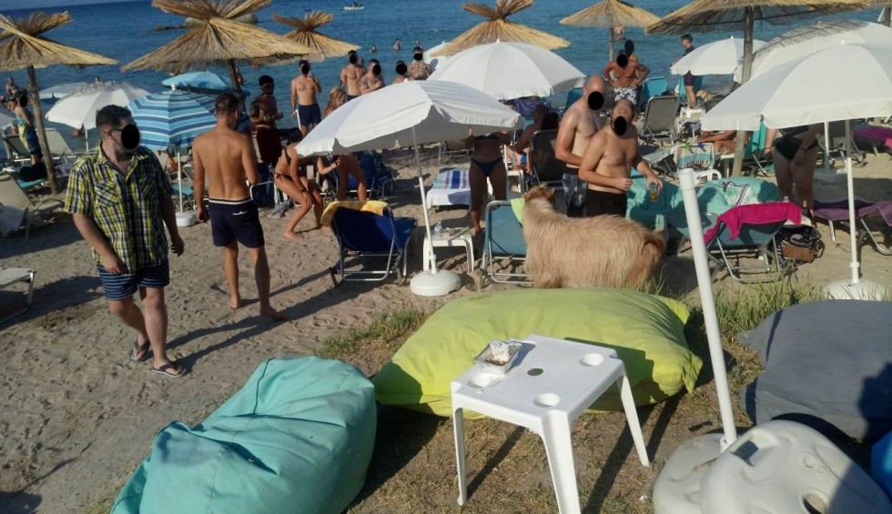 xalkidiki-tragos-emfanistike-se-beach-bar-kai-prokalese-aisthisi