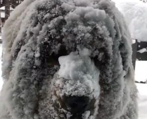 snow-dog