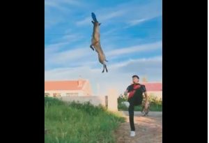 iptamenos-skylos